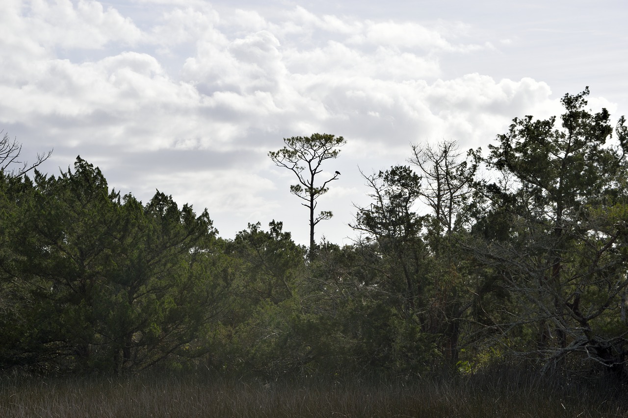 florida marsh wetland free photo