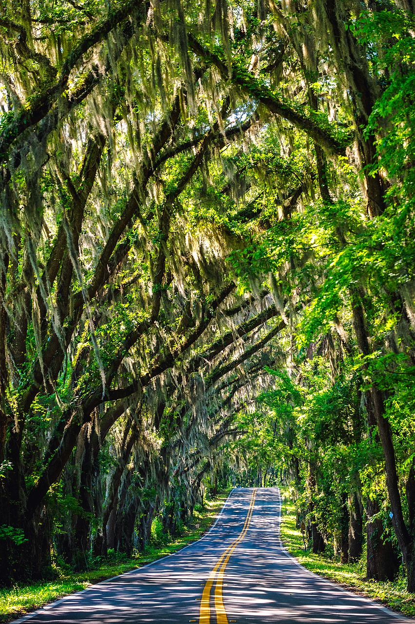 florida trees road free photo