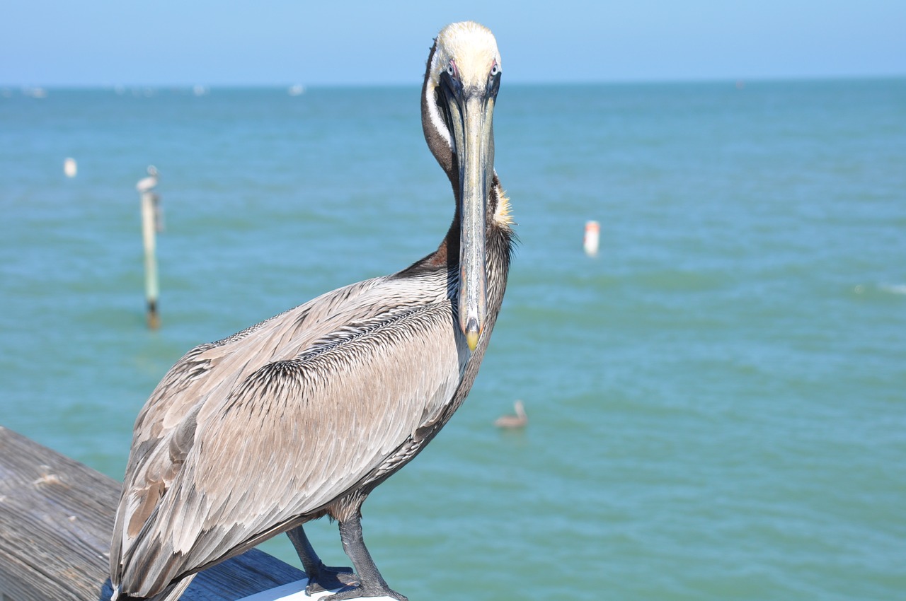 florida pelican bird free photo