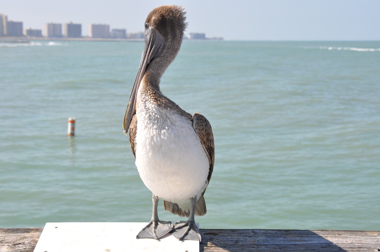 florida pelican ocean free photo