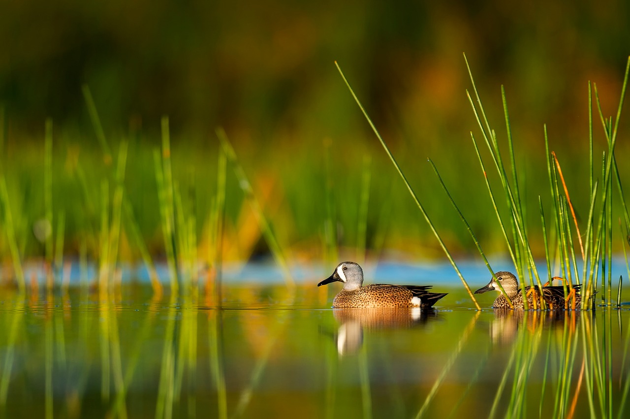 florida ducks birds free photo