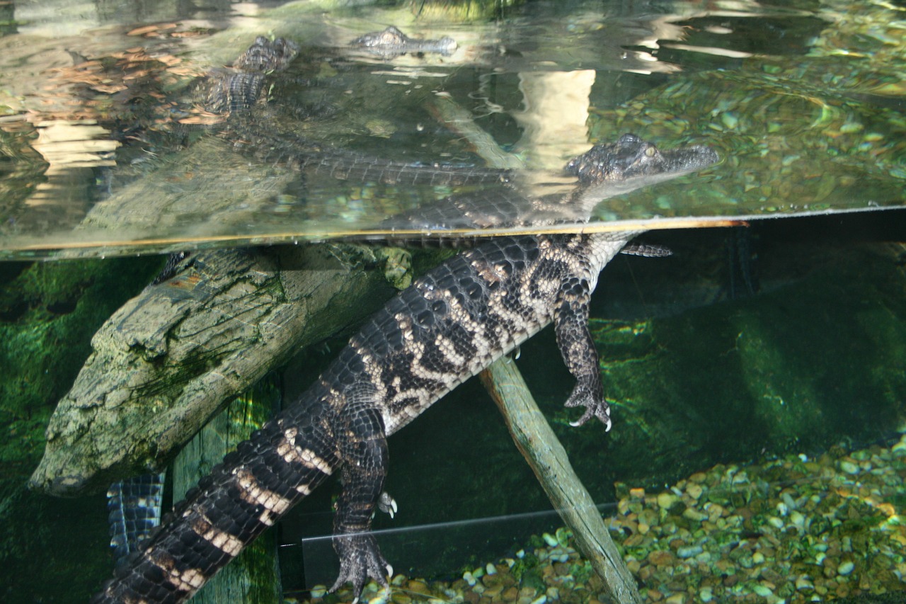 florida aquarium american crocodile free photo