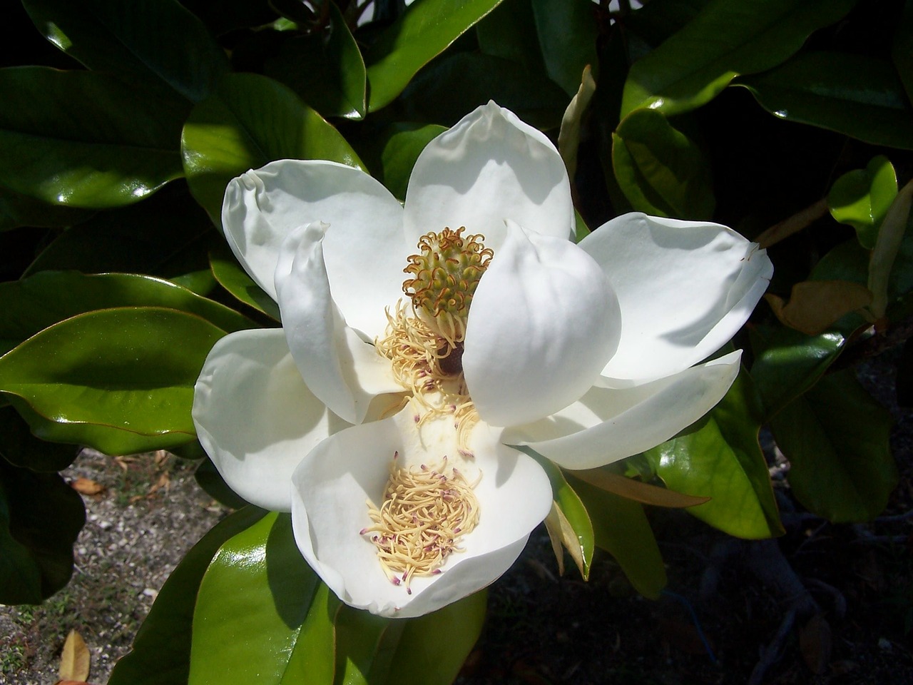 florida flower magnolia free photo