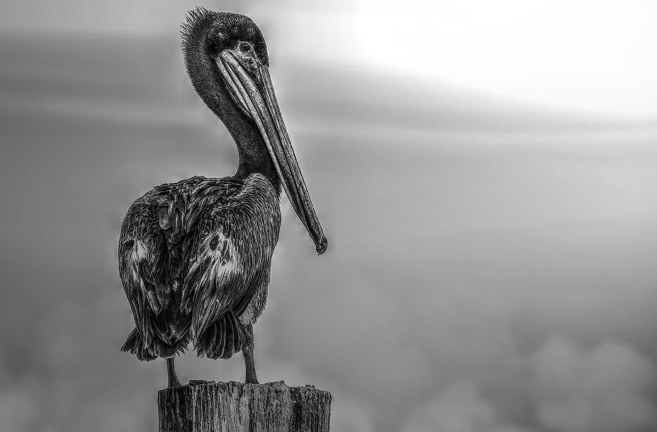 florida pelican black and white free photo