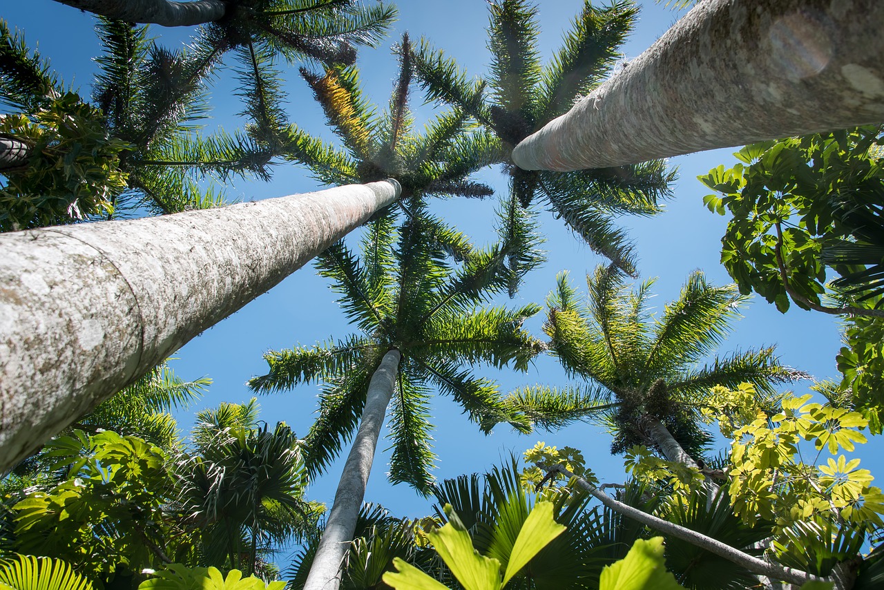 florida palms sunny day free photo