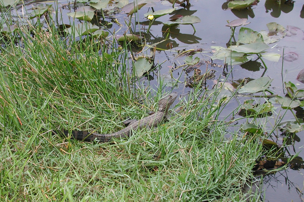 florida alligator swamp free photo