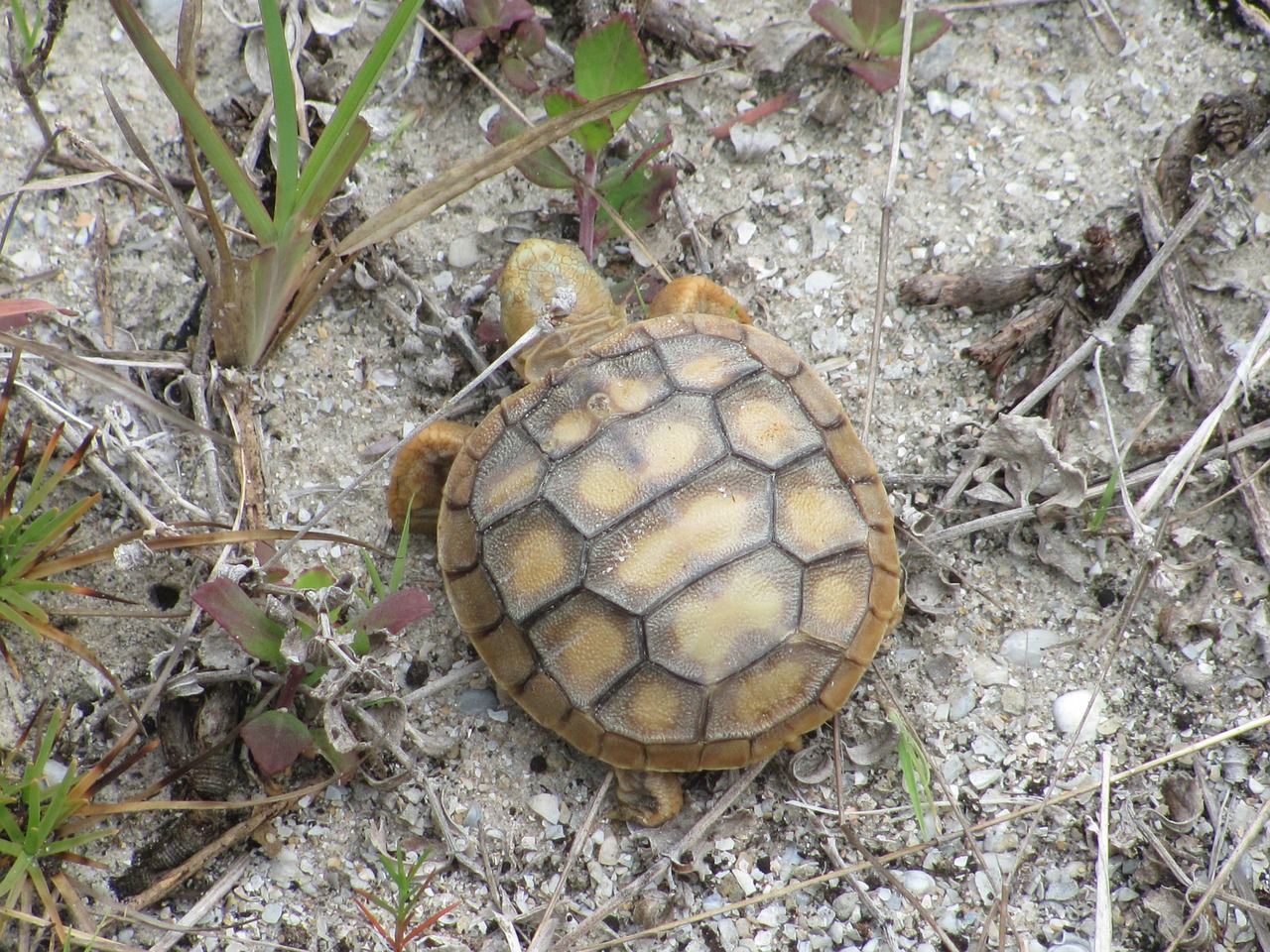 florida turtle animal free photo