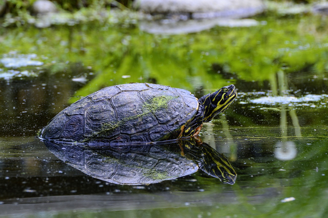 florida  rotbauch  eared free photo