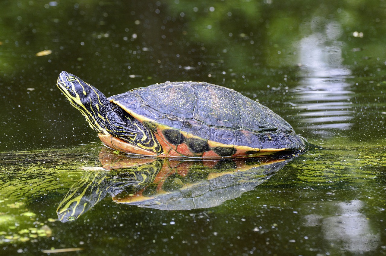 florida  rotbauch  eared free photo