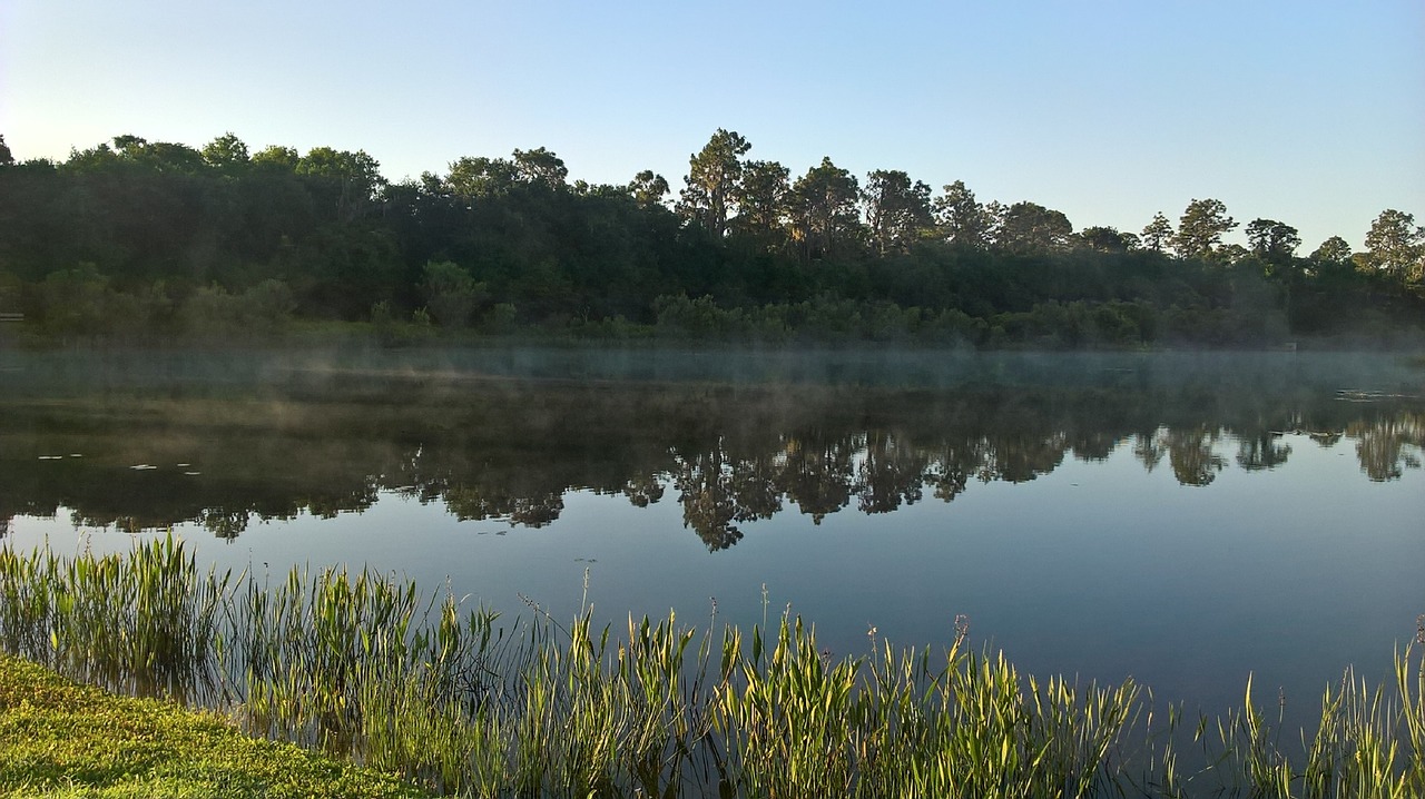 florida  lake  morning free photo