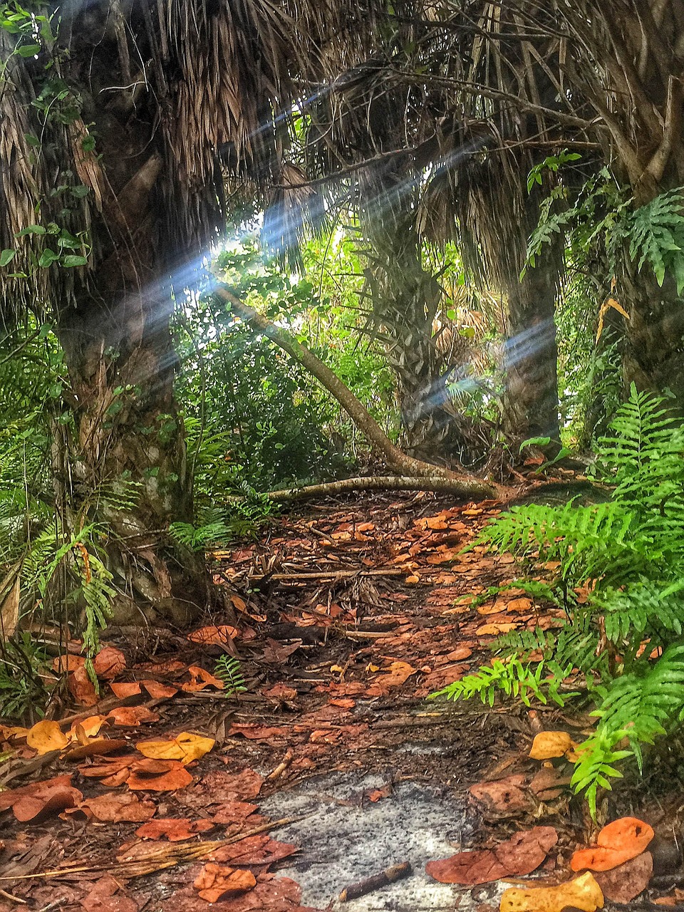 florida  hammock  nature free photo