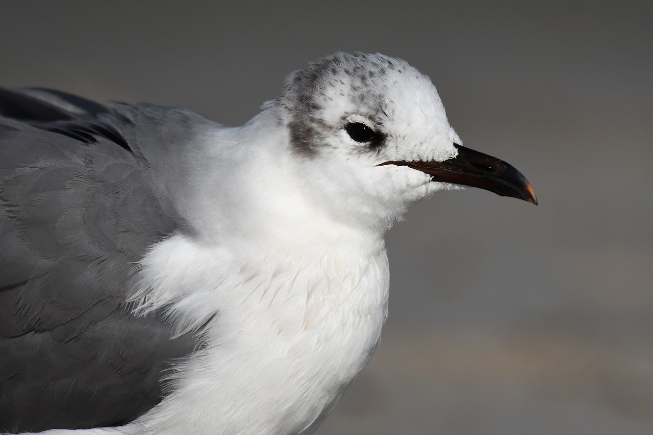 florida  winter  seagull free photo