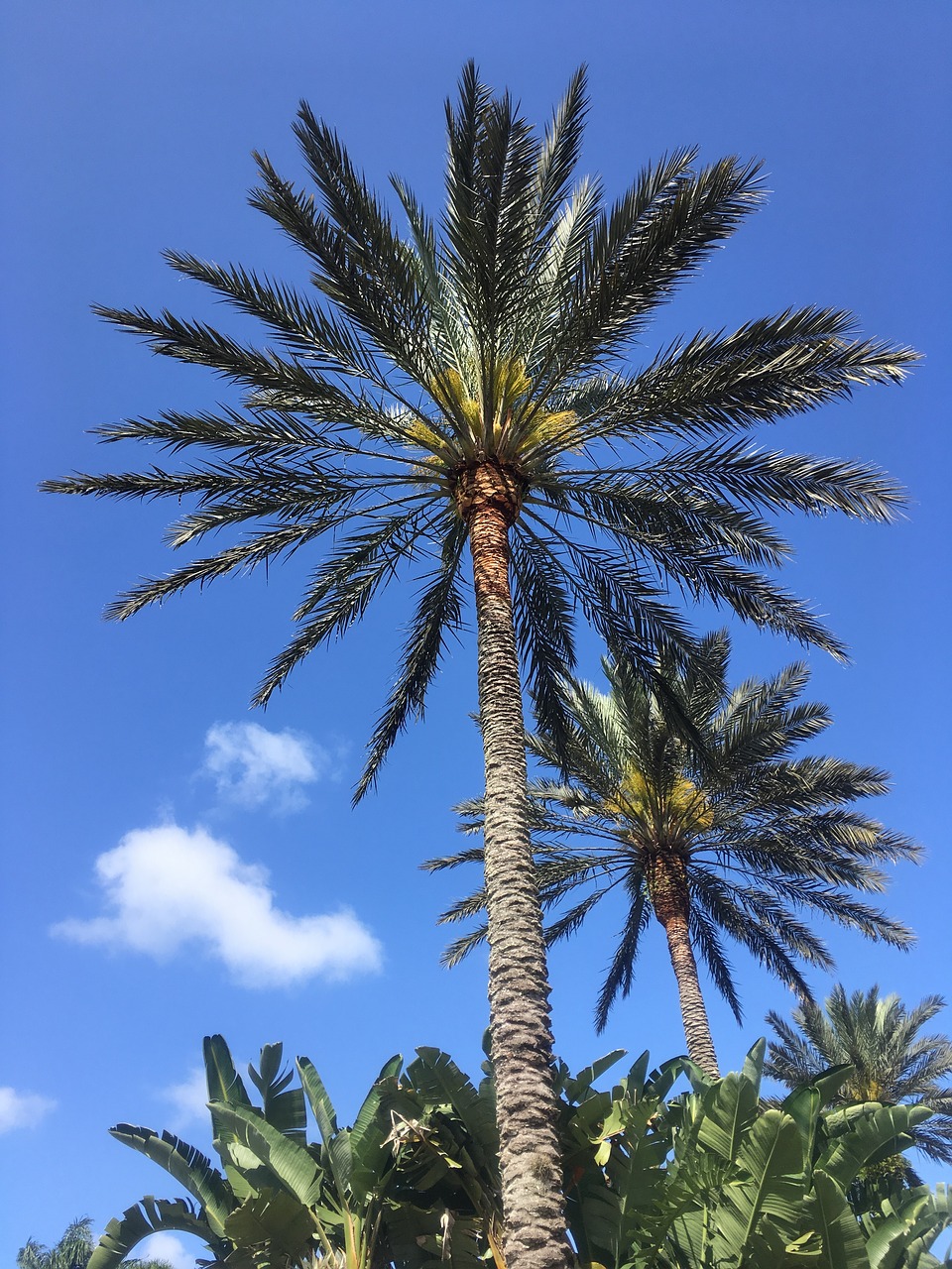 florida  sky  tropical free photo