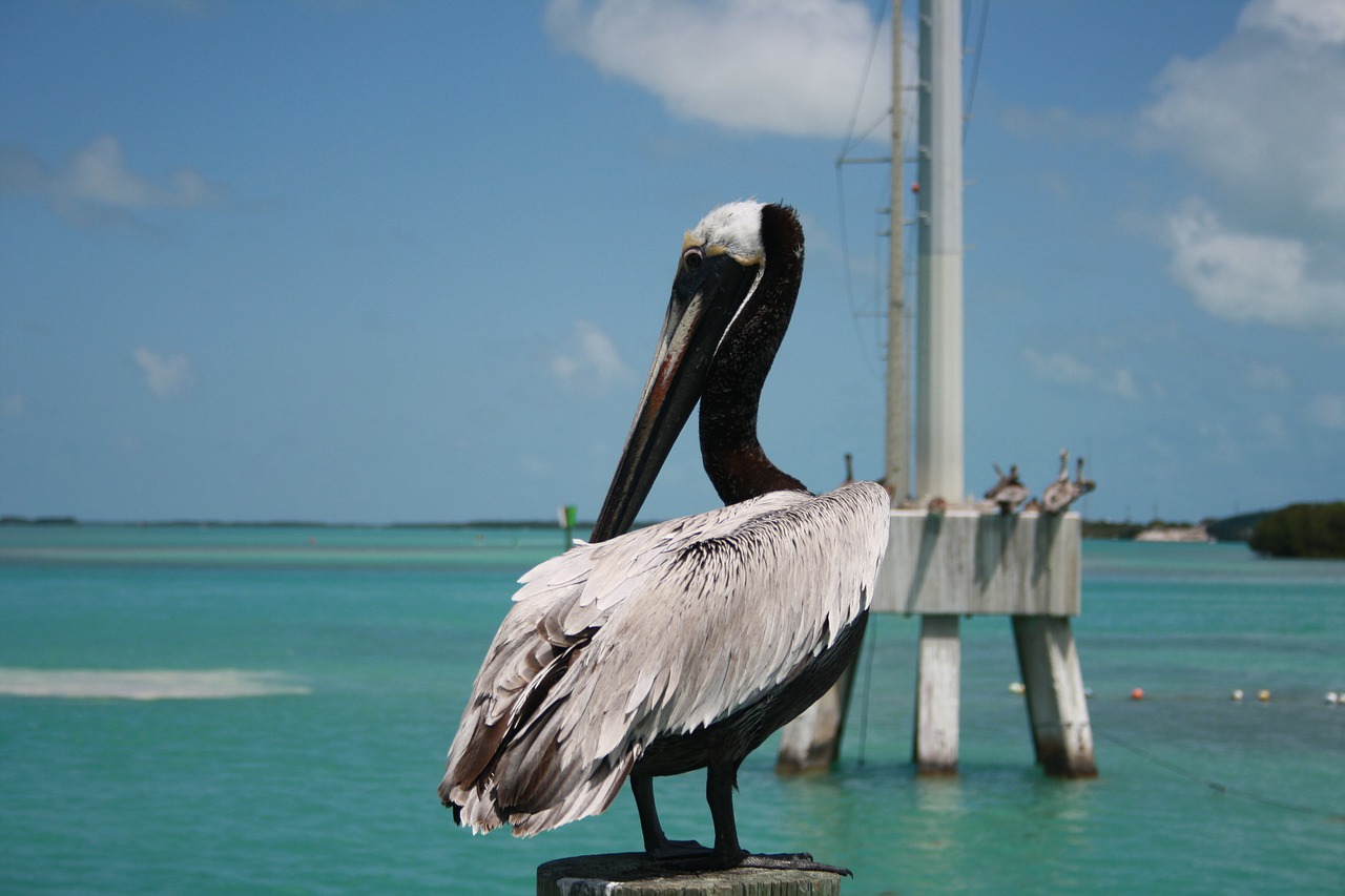 florida key west pelican free photo
