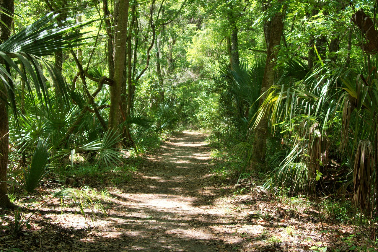 florida forest nature free photo