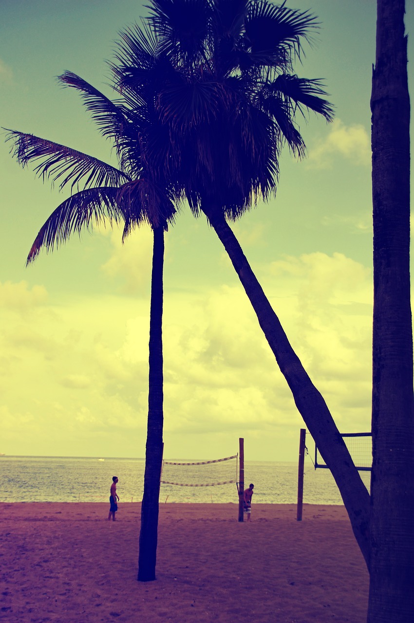 florida fort lauderdale palm trees free photo