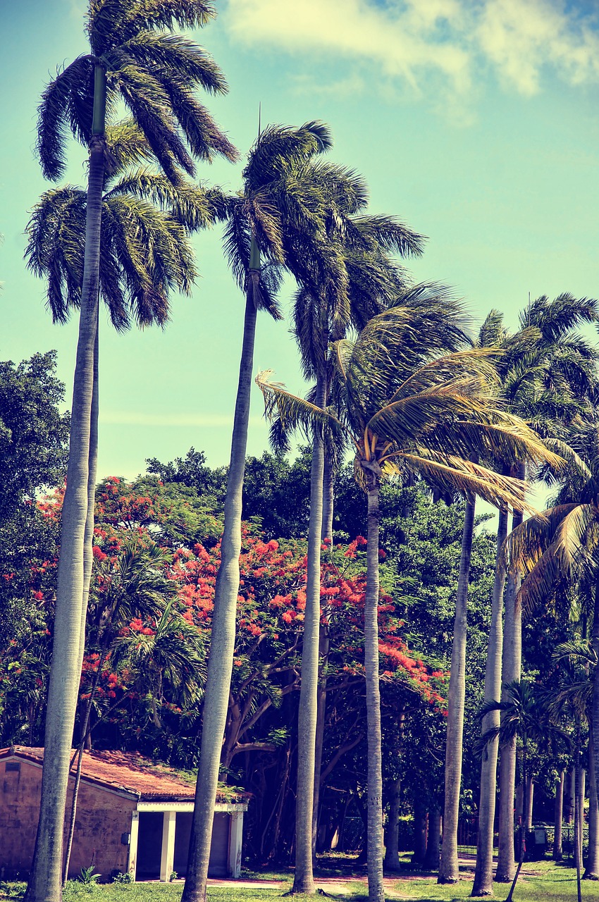 florida miami palm trees free photo