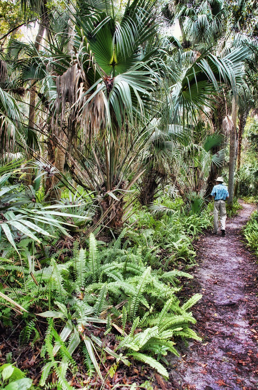 florida highlands hammock state park jungle free photo