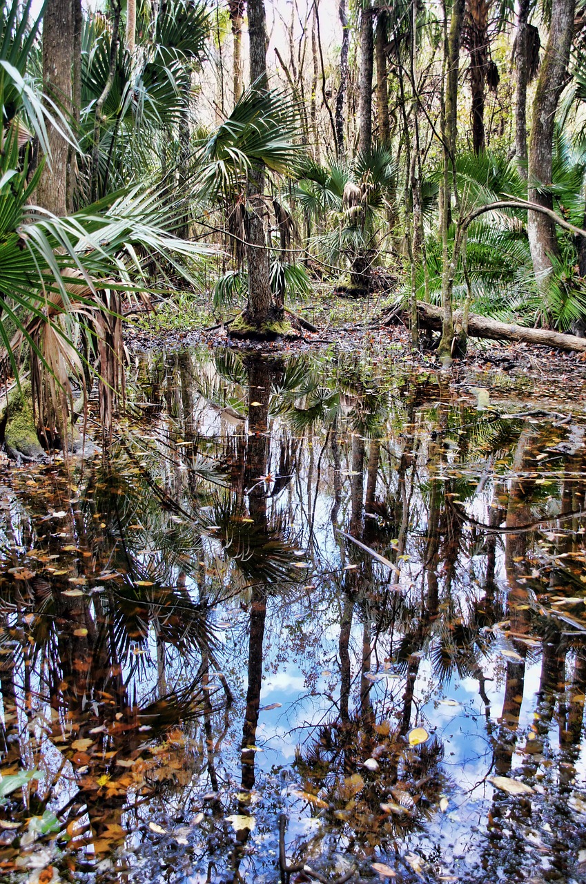 florida highlands hammock state park jungle free photo