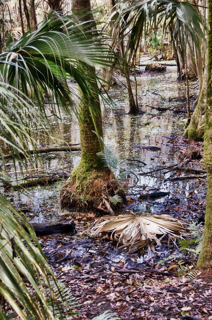 florida highlands hammock state park jungle free photo