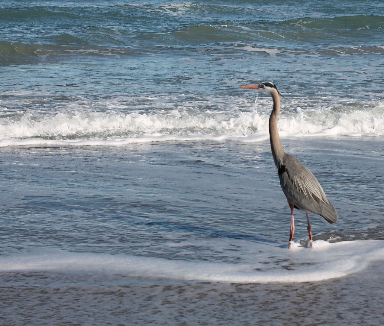 florida bird surf free photo