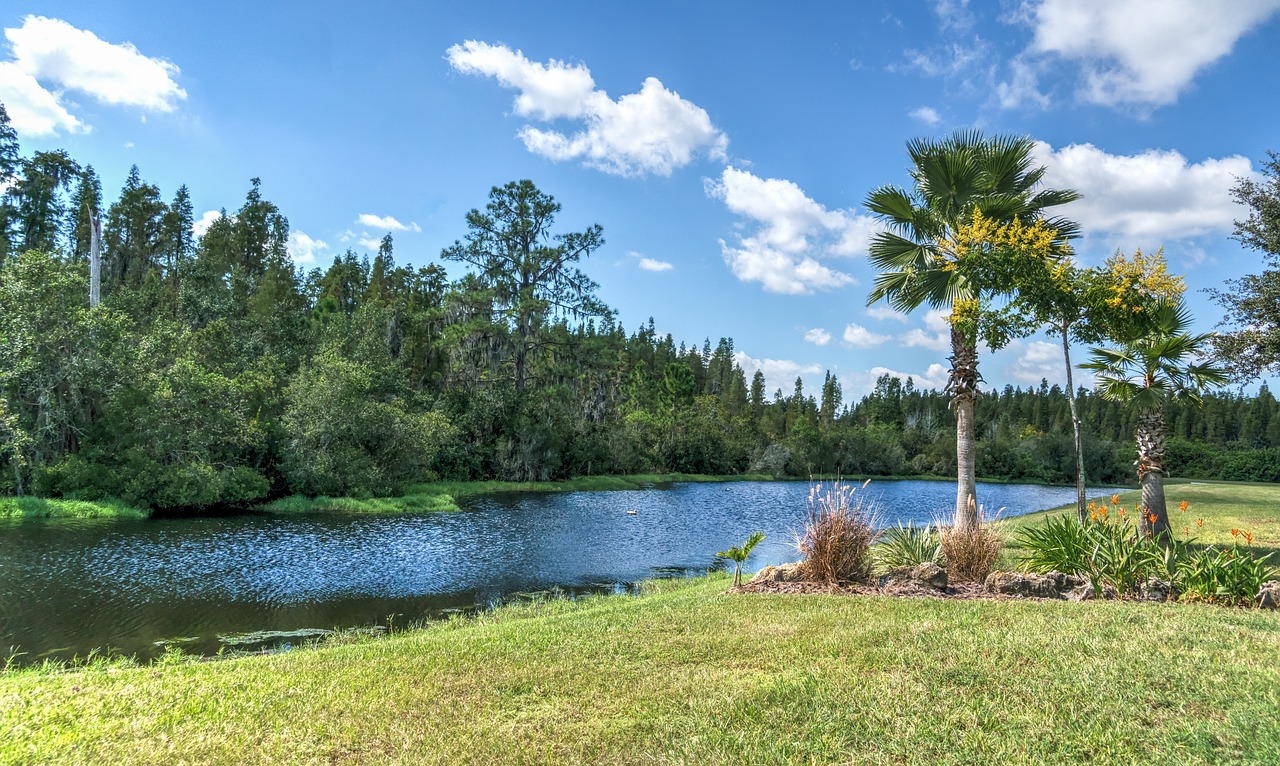 florida landscape  pond  palm trees free photo