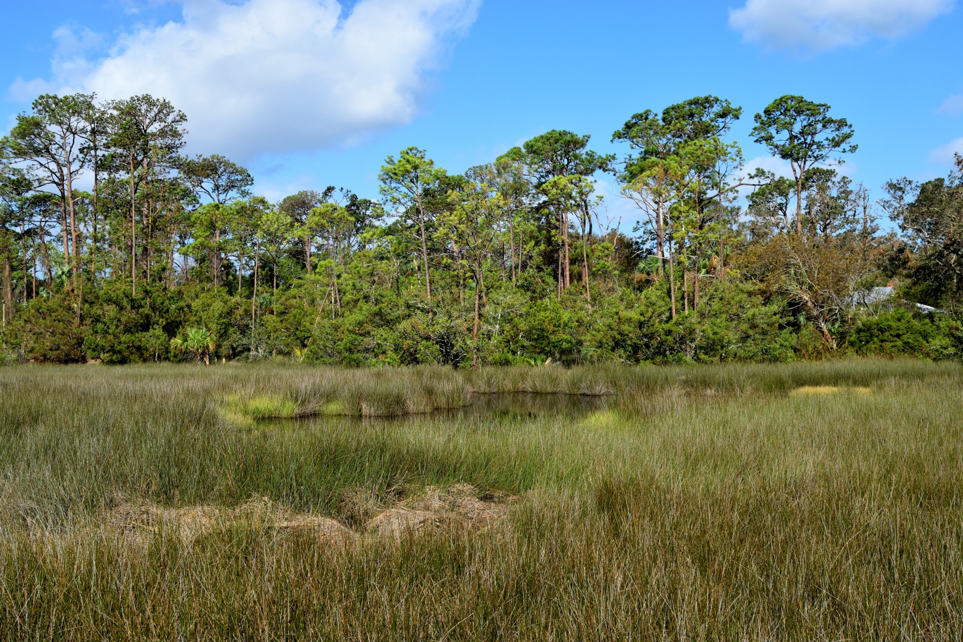florida marshland wetland swamp free photo
