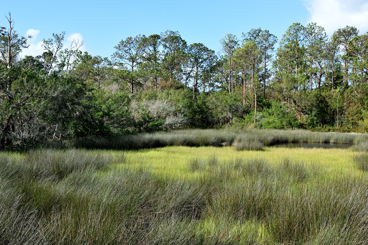 florida marshland swamp grass free photo