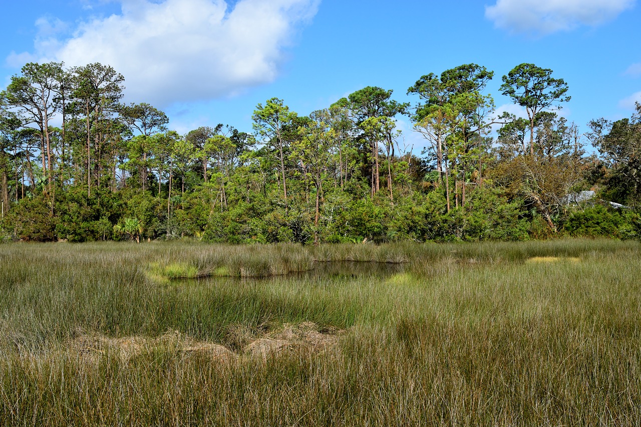 florida marshland wetland swamp free photo