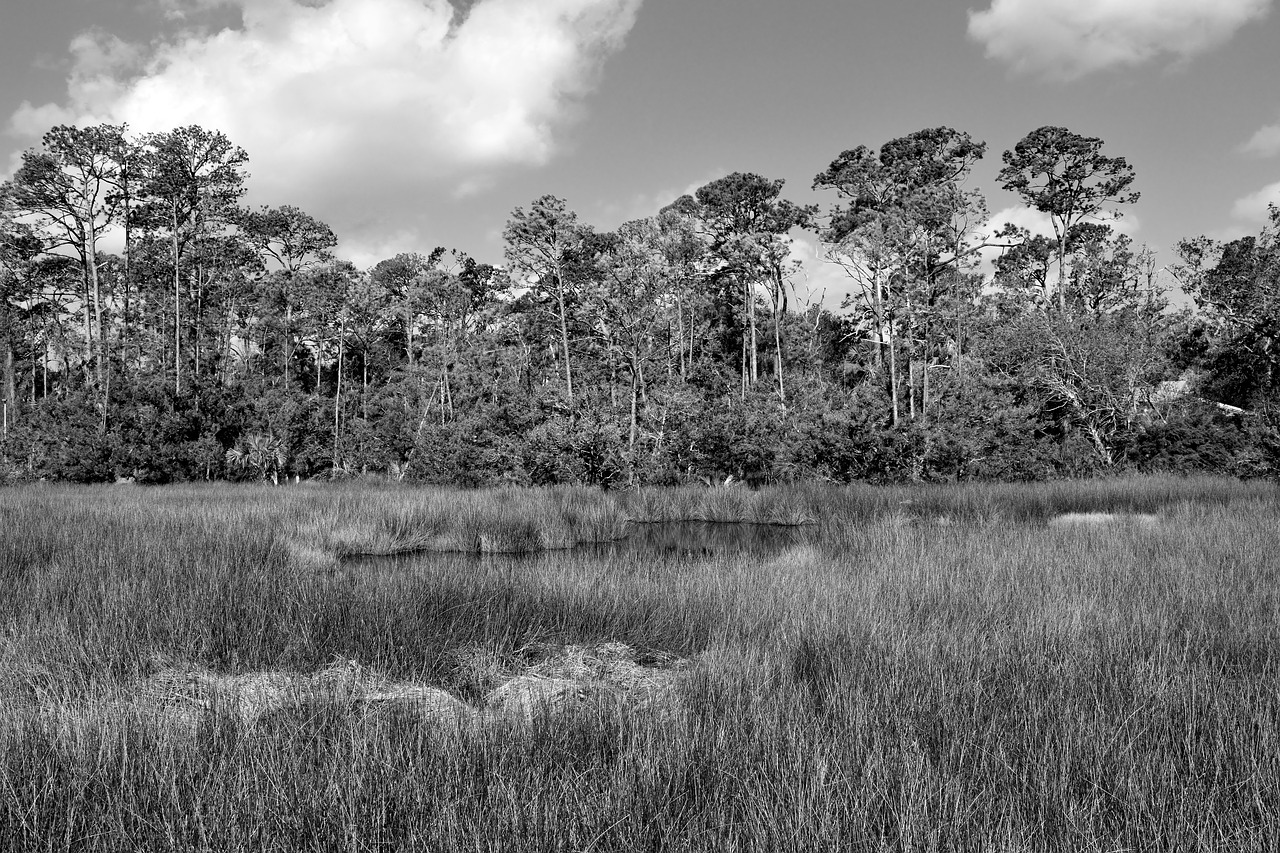 florida marshland wetland swamp free photo