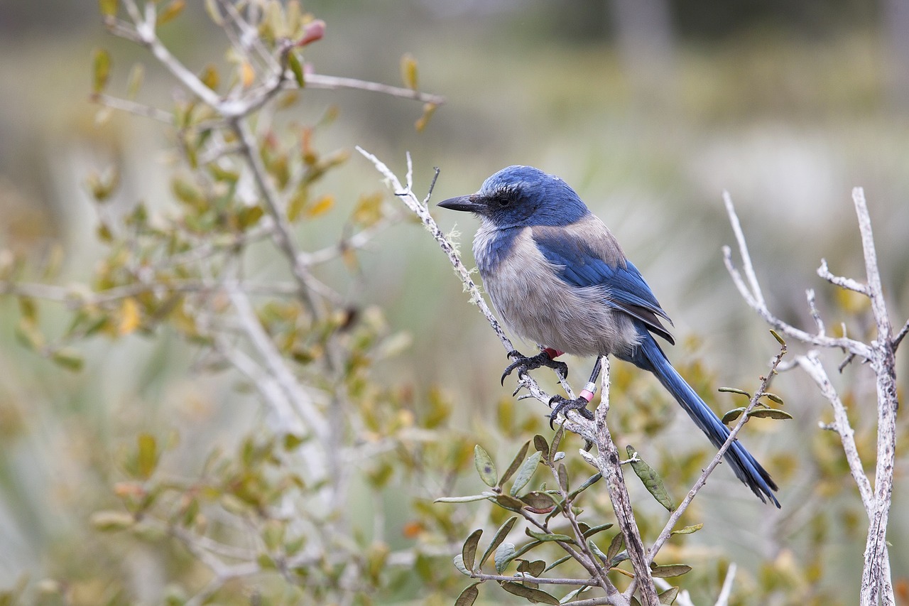 florida scrub jay bird wildlife free photo