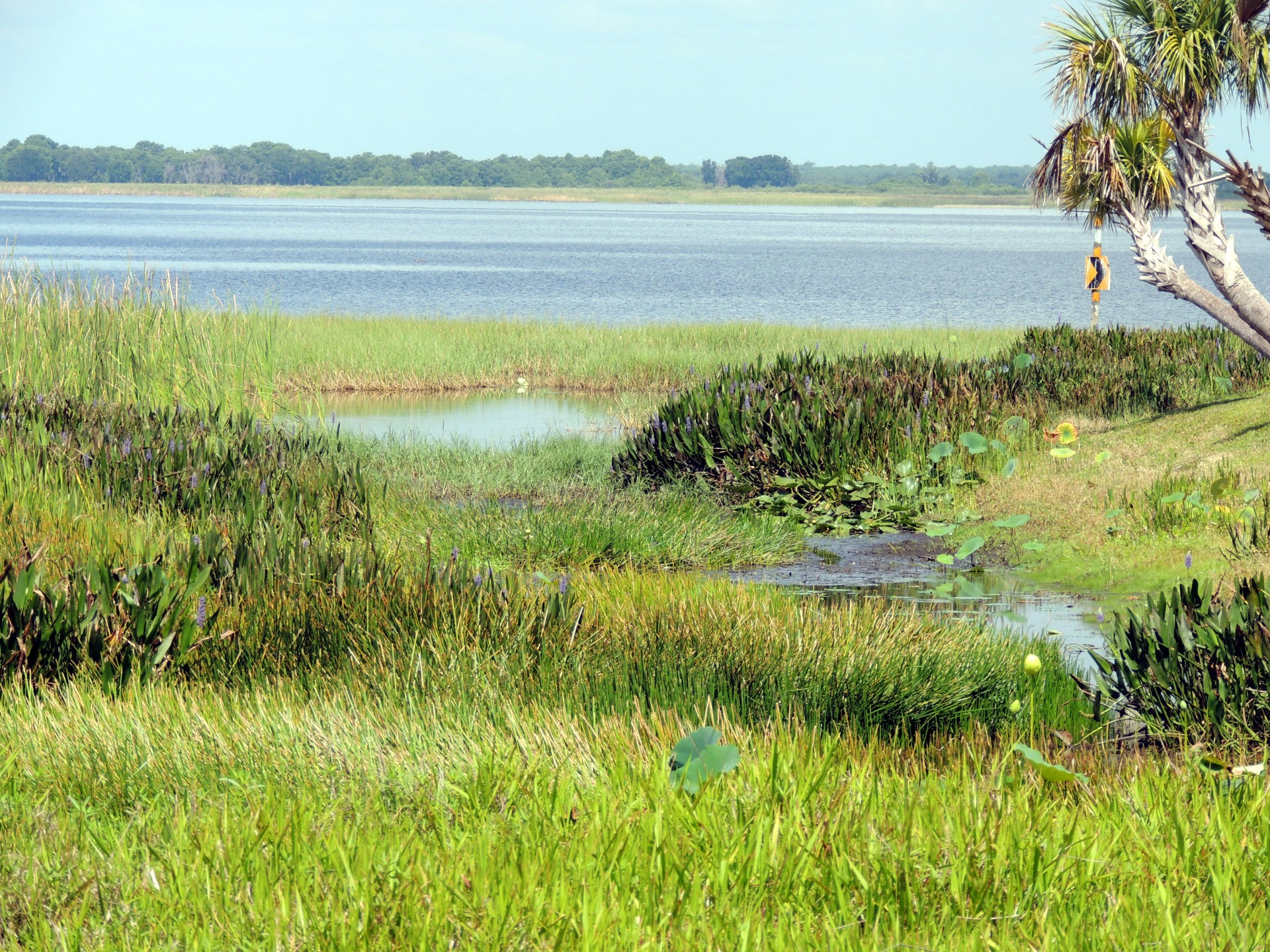 florida swamp bayou free photo