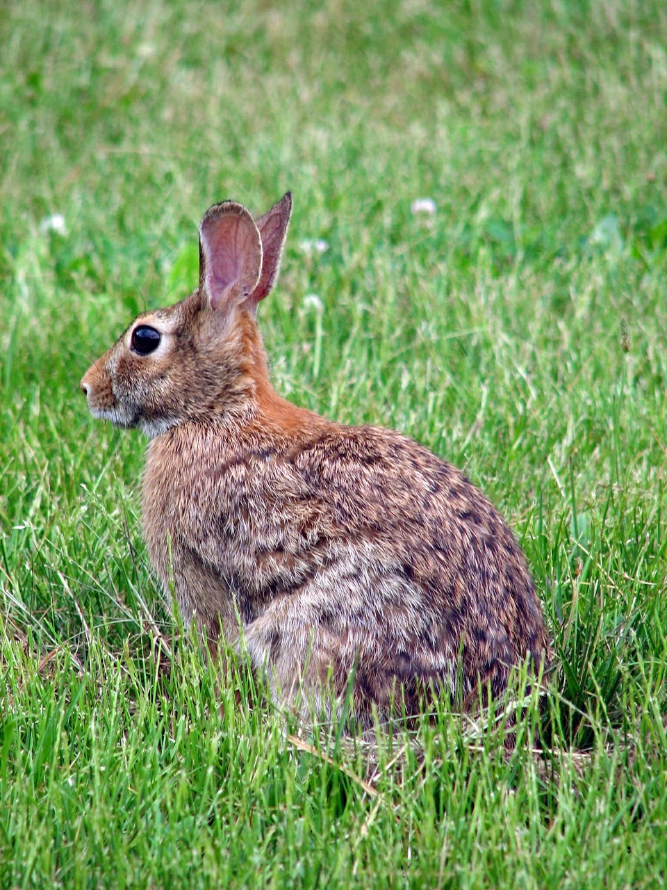 floridanus sylvilagus animal free photo