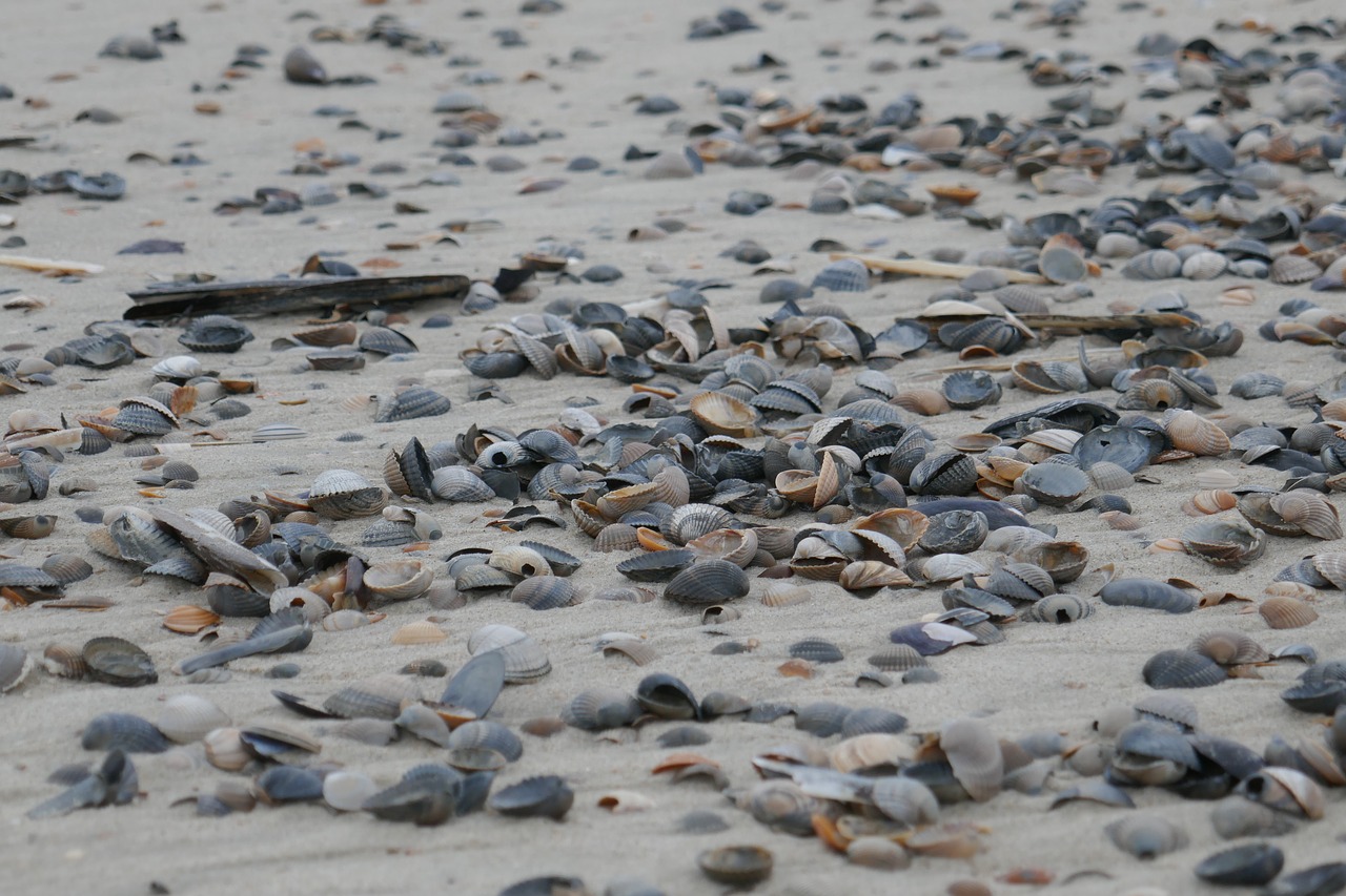 flotsam mussels beach free photo