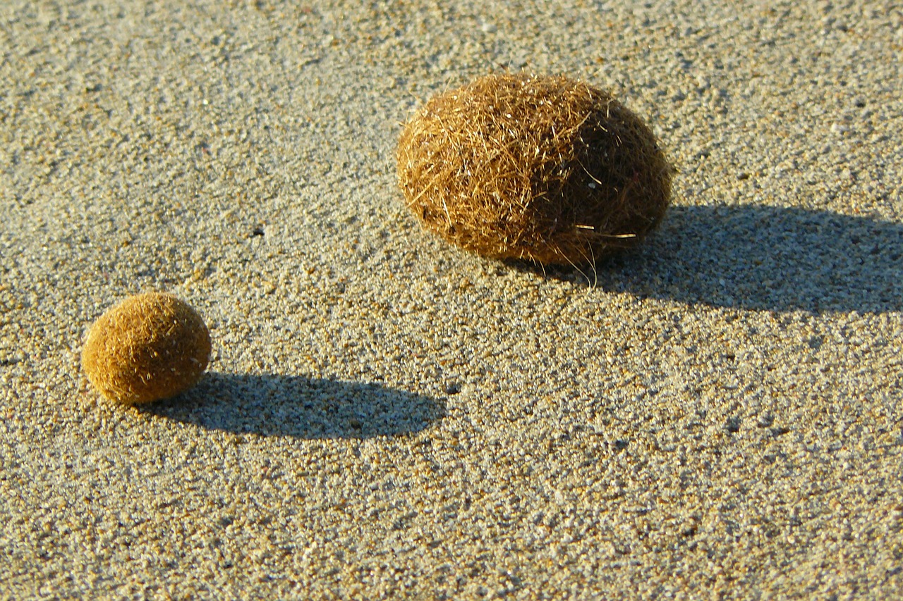 flotsam sea grass balls free photo