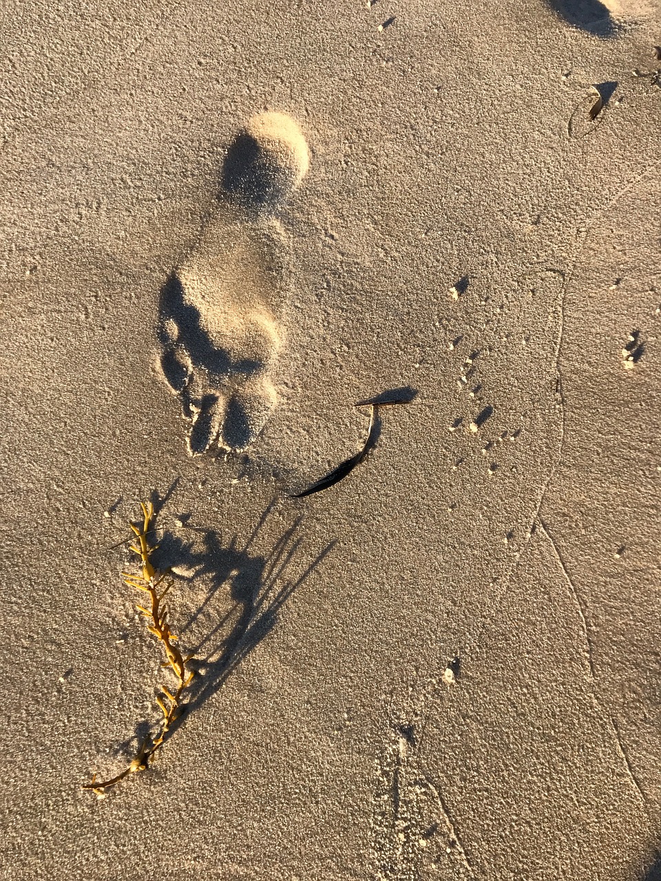 flotsam beach footprint free photo