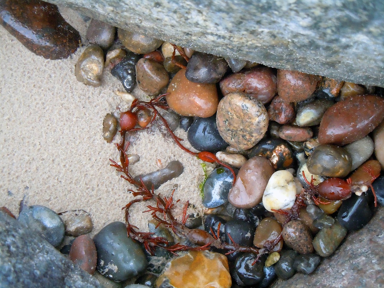 flotsam stones beach finds free photo