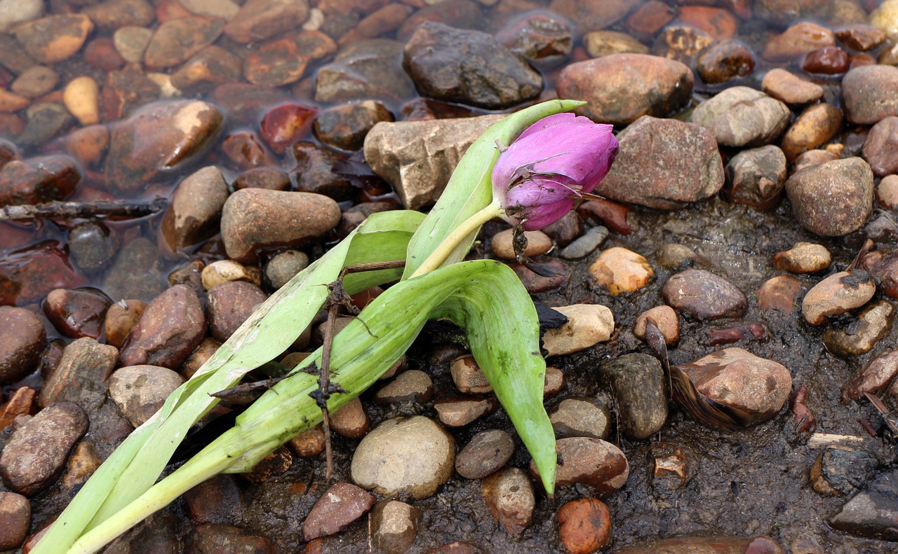 flotsam and jetsam treibsel schwemmsel free photo