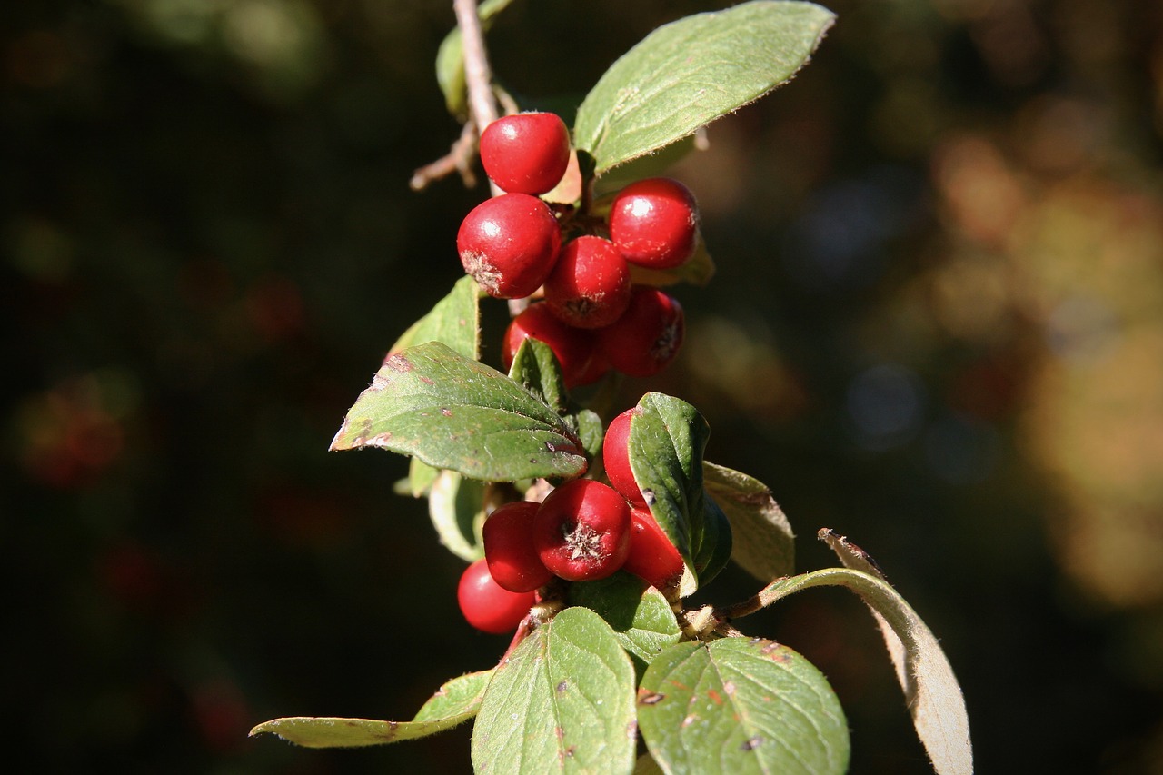 flour berries  berries  red free photo