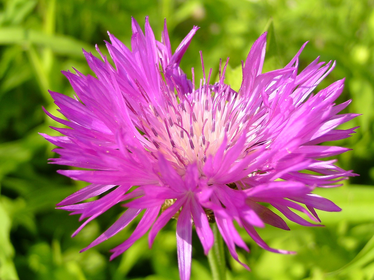 flourished summer meadow free photo