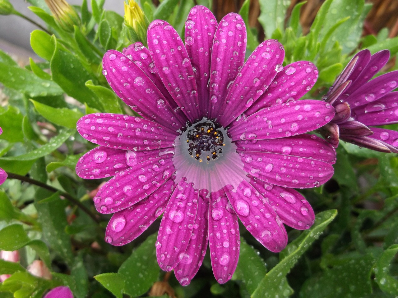 flourished wet purple free photo