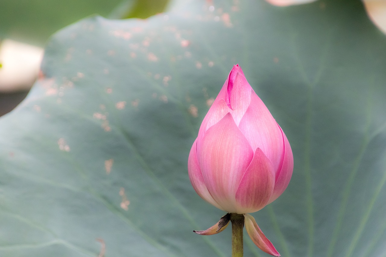 flourished lotus vietnam free photo