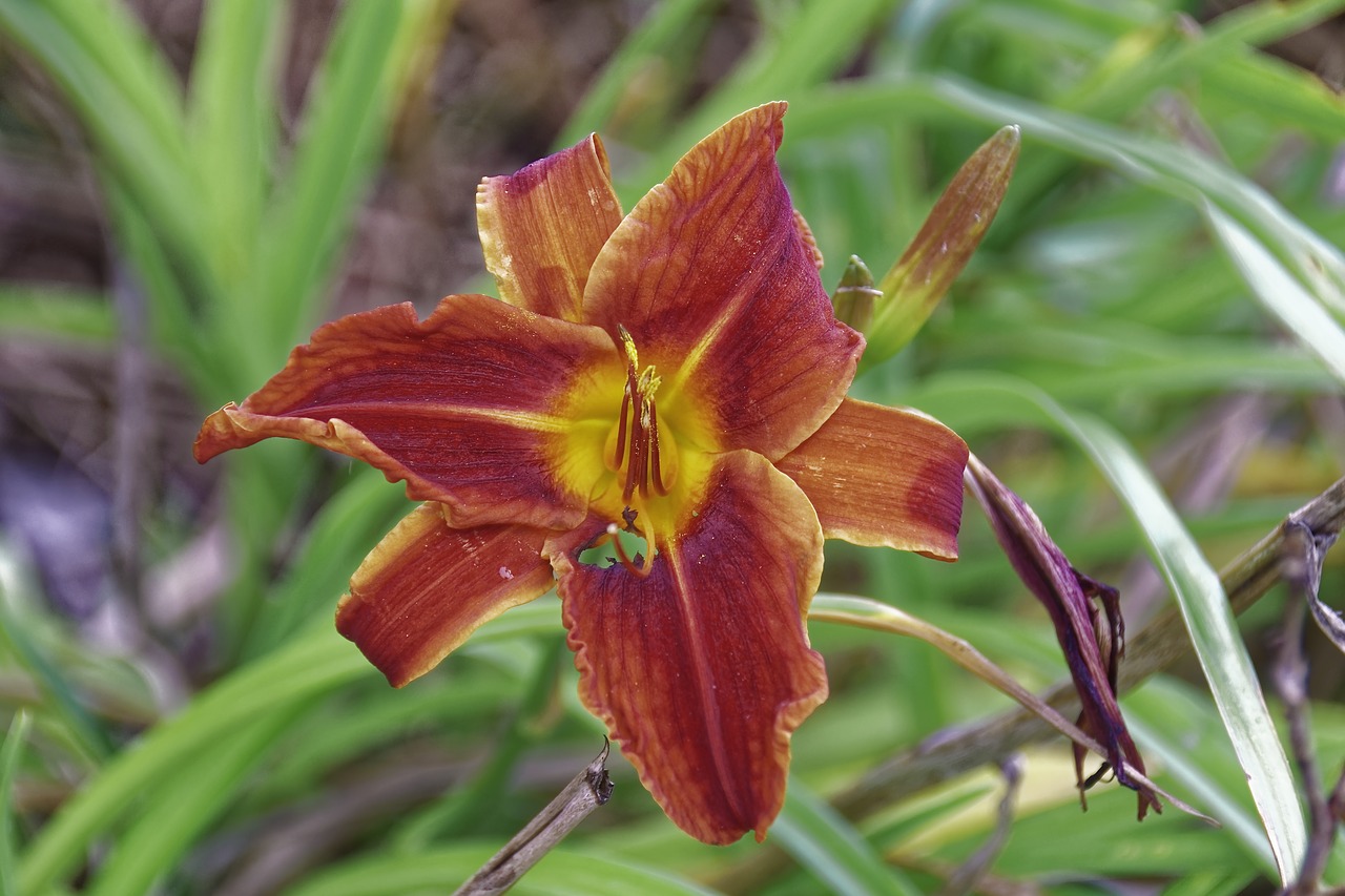 flourished  flower  plant free photo