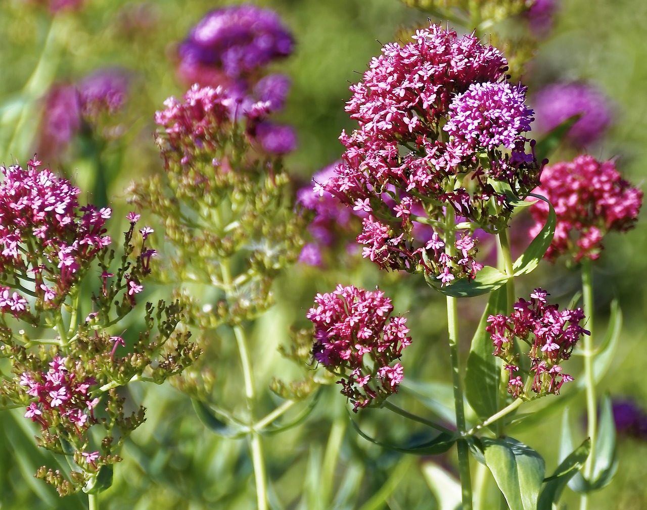 flourished  flower  plant free photo