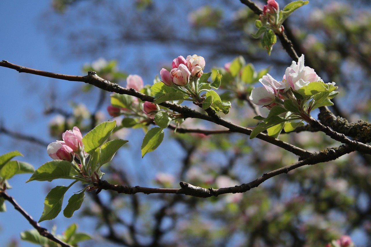 flourished  spring  nature free photo