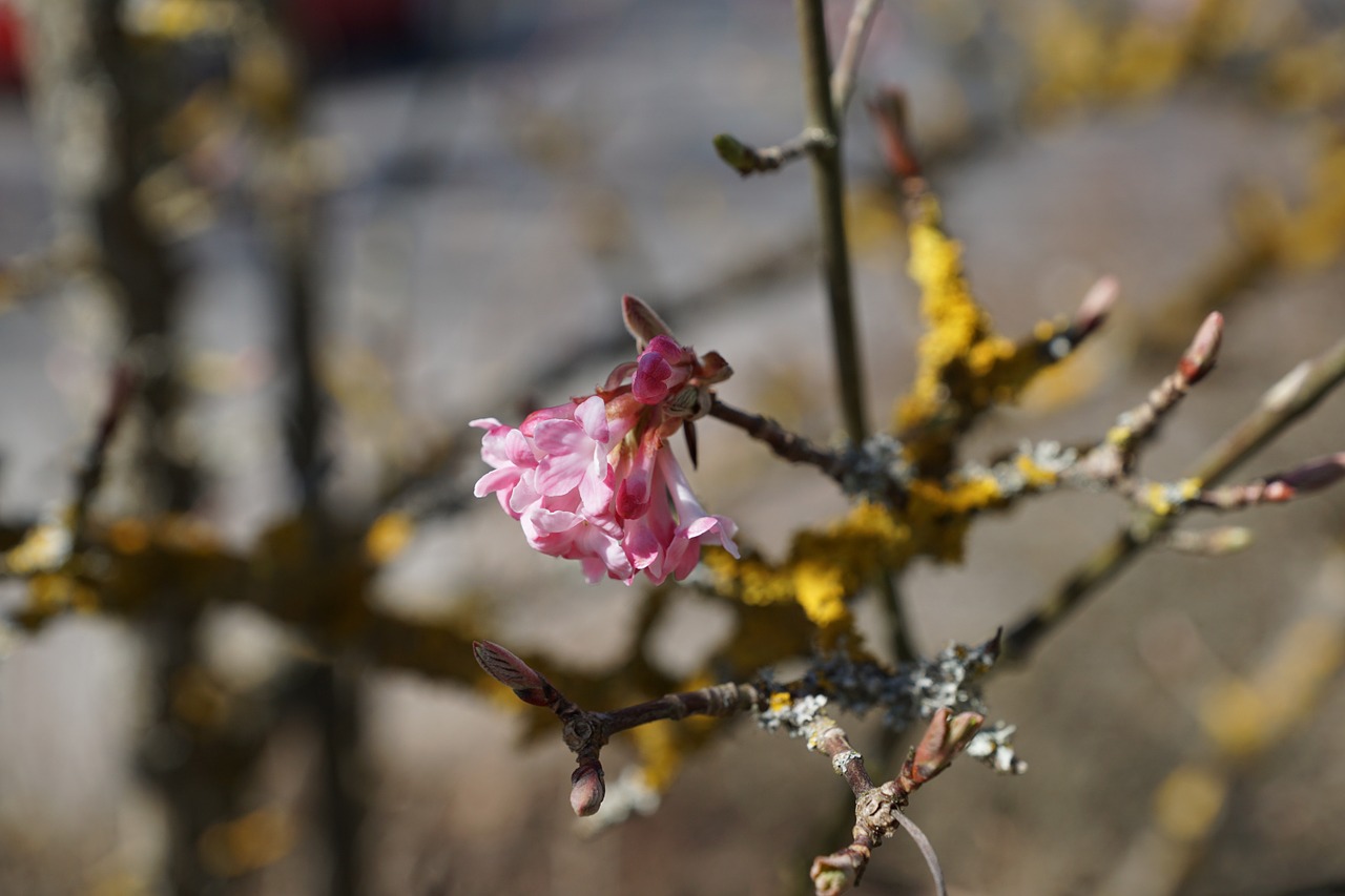 flourished spring tree free photo