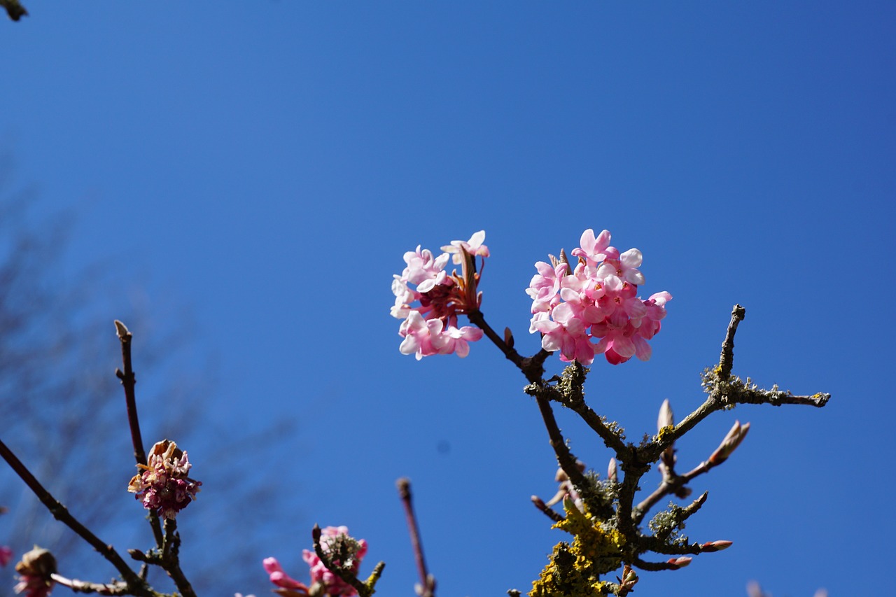 flourished spring tree free photo