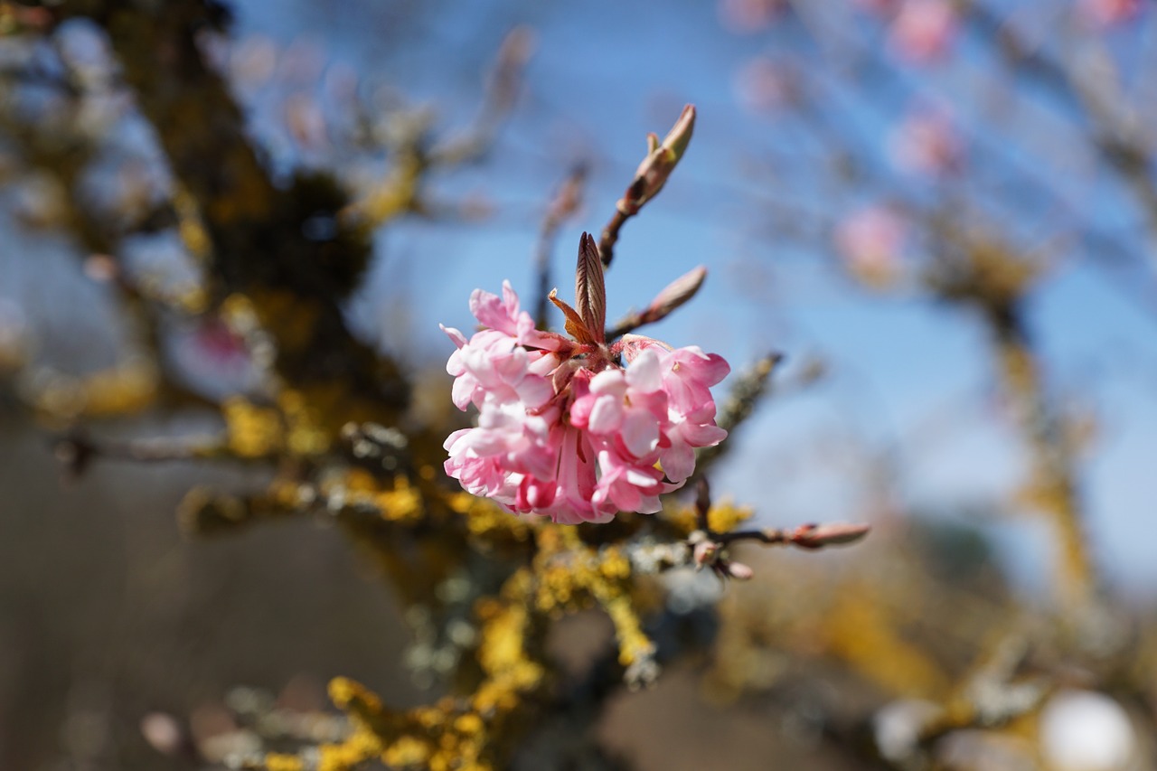 flourished spring tree free photo