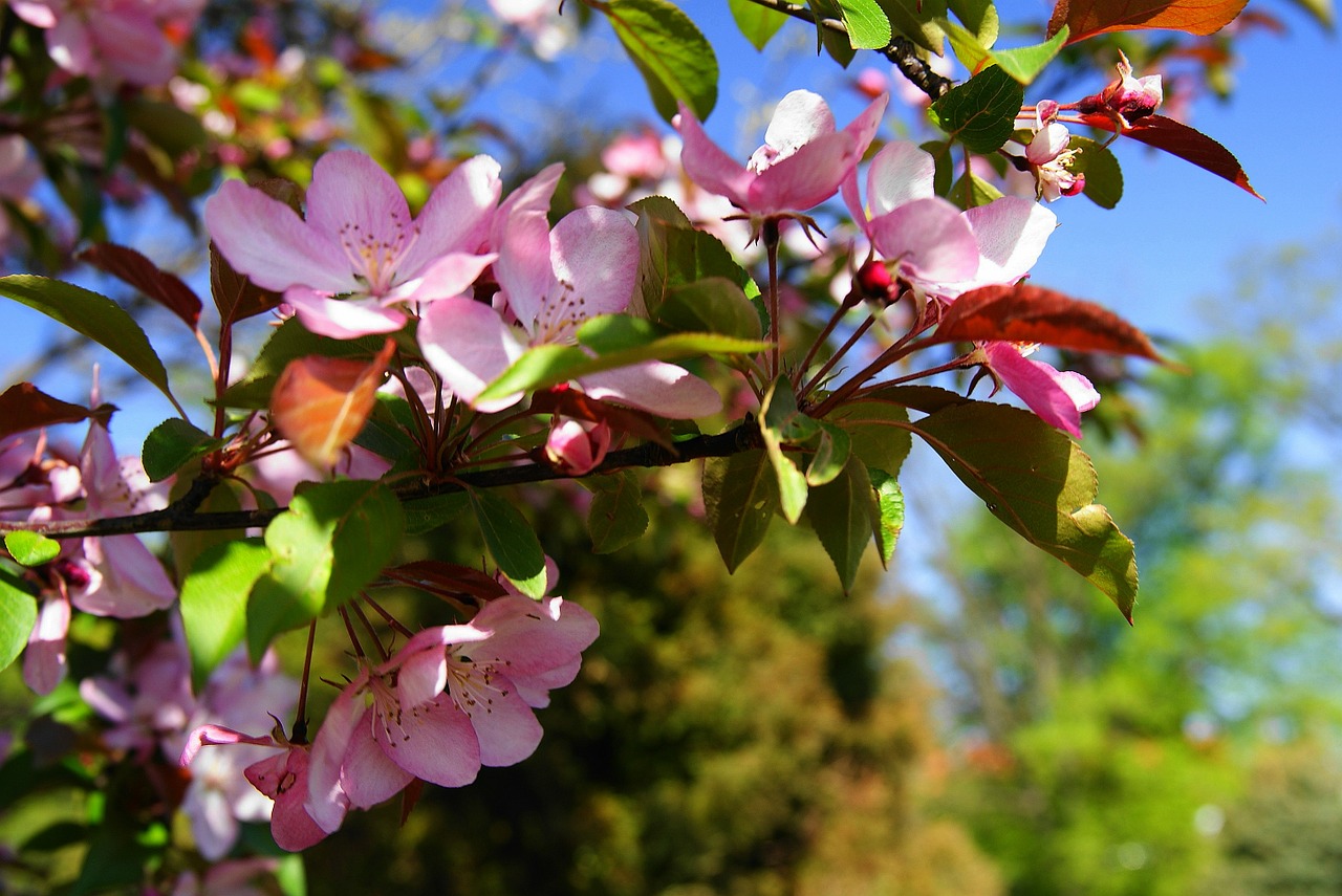 flourishing tree pink free photo