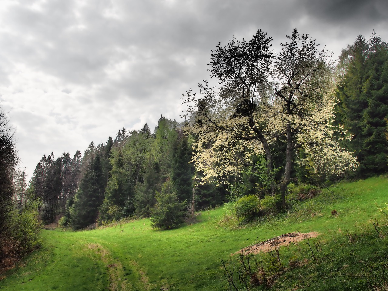 flourishing tree mountains free photo